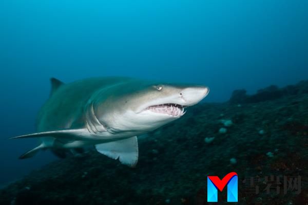 A menacing shark