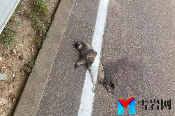 道路工作人员在孟菲斯大街上给死浣熊涂上条纹