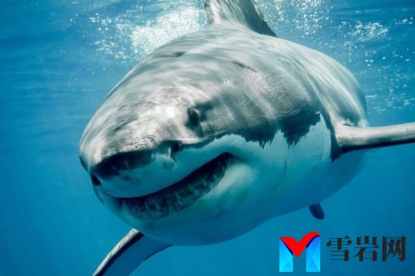 Long Island shark bites are happening at a fast pace this summer, and the number is likely going to break the record from 2022.