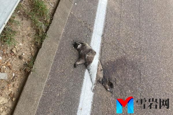 A curious citizen snapped a picture of a dead raccoon with a painted white line over it in Memphis.