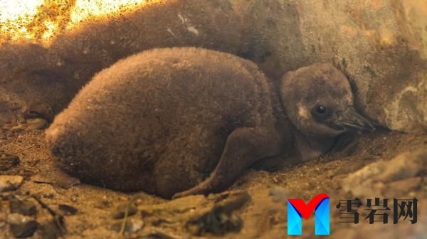 A Humboldt penguin chick at Newquay Zoo, celebrated for its successful breeding lineage.
