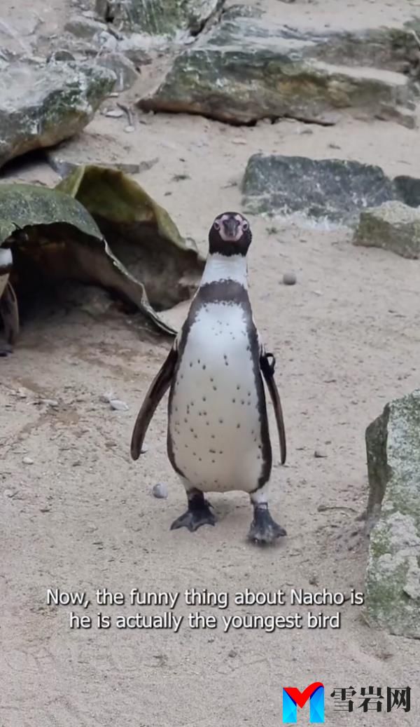 A Humboldt penguin chick standing on sand at the Newquay Zoo, born from a 30-year-old mother.