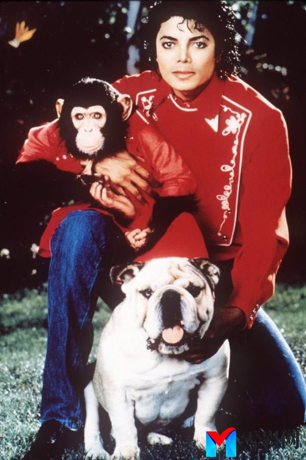 Michael Jackson holding his pet chimp, Bubbles, and a bulldog in an undated photo