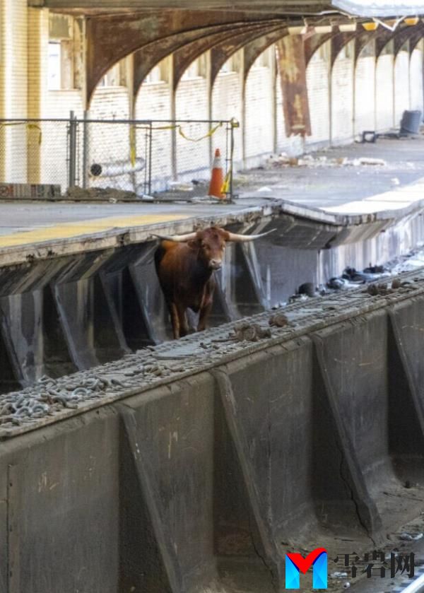 Ricardo on NJ train tracks