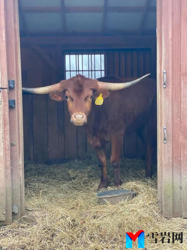 Ricardo the bull