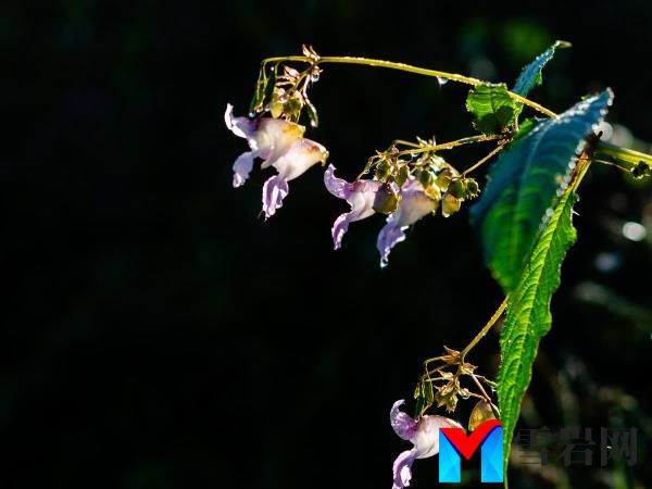 什么是喜马拉雅香脂？迅速蔓延的植物发出了“请勿触摸”警告