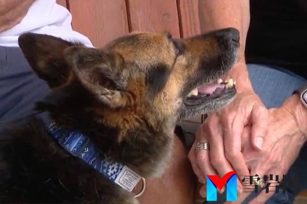 While Little was tragically killed, her beloved dog, CJ, who was with her in the vehicle, somehow escaped the wreckage unscathed.