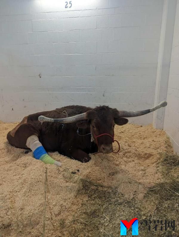 Ricardo the Bull with a cast