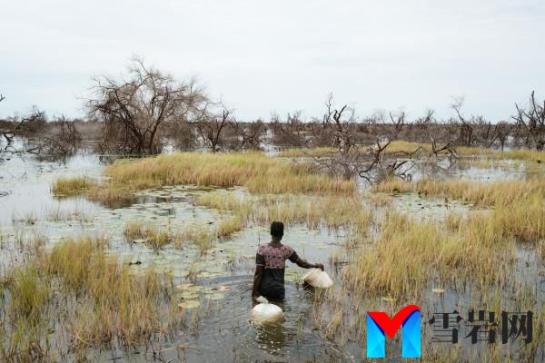 为什么在洪水泛滥、饱受战争蹂躏的南苏丹，人们还在吃睡莲