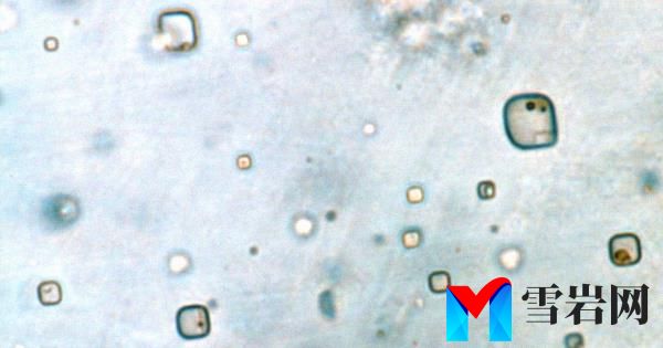 科学家说，被困在这块古老岩石中的生物可能仍然活着