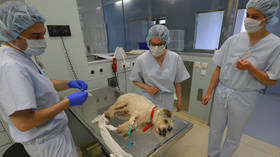 神秘的犬类疾病正在美国蔓延