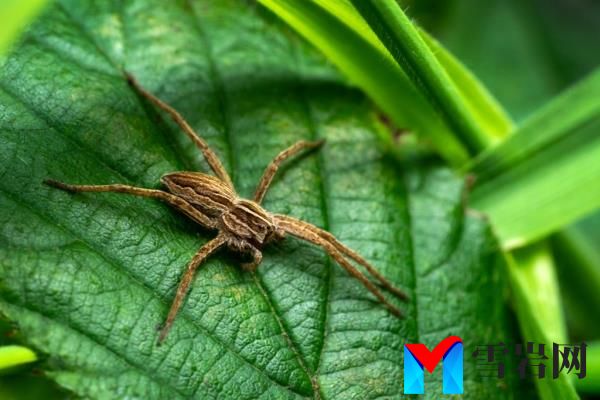 Wolf Spider