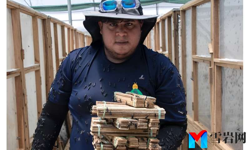 A worker collects black soldier fly larvae at the Costa Rican production plant