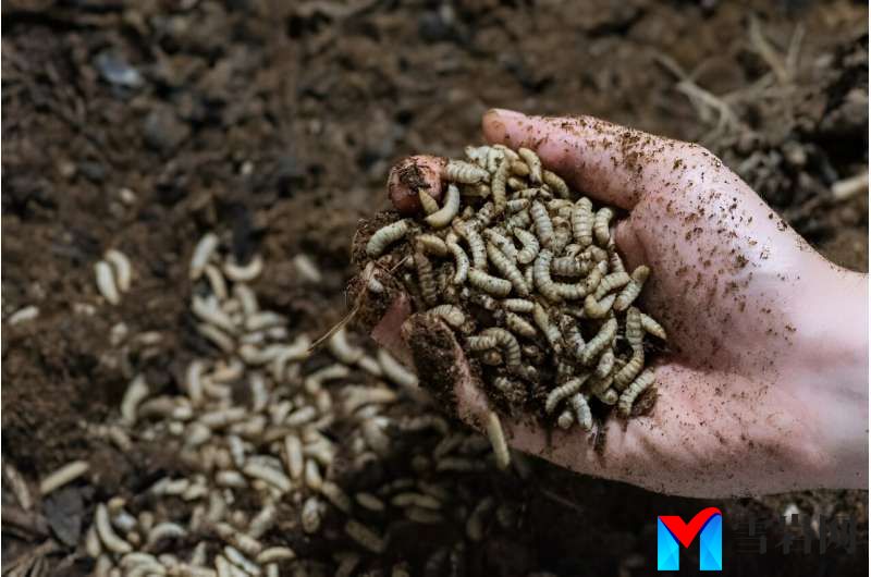 The Costa Rican company Pro<em></em>nuvo is turning fly larvae like these into protein for animal feed