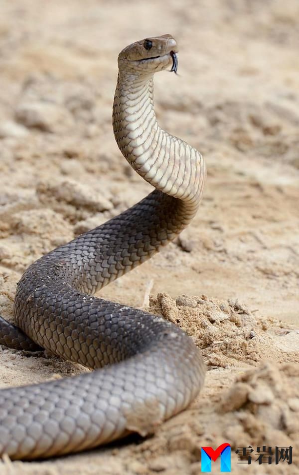 The ****ager said that after the encounter she searched o<em></em>nline to co<em></em>nfirm what snake had ventured into her house