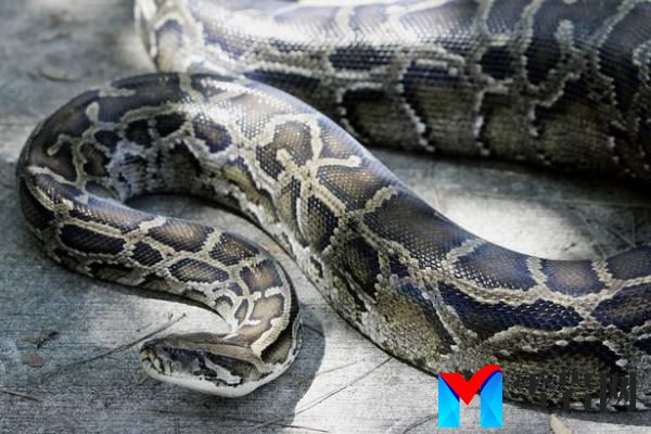 The 16-year-old had been enjoying the sunshine in her garden on the Lizard peninsula when she noticed something moving on the floor of her living room as she walked in through the French double doors